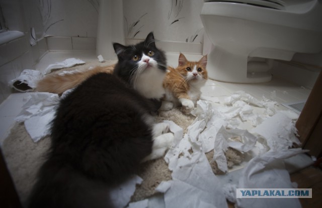 Котовторник