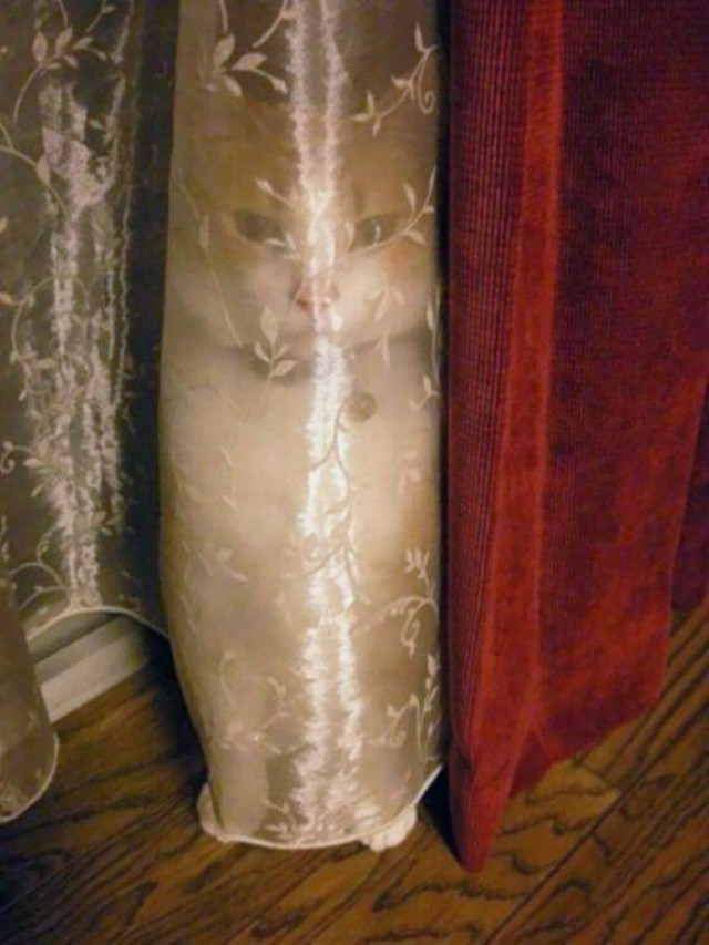 Котов урезать до минимума