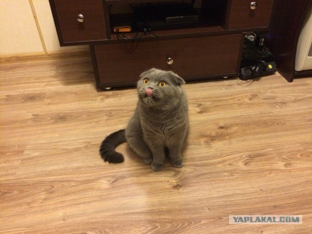 Котовторник