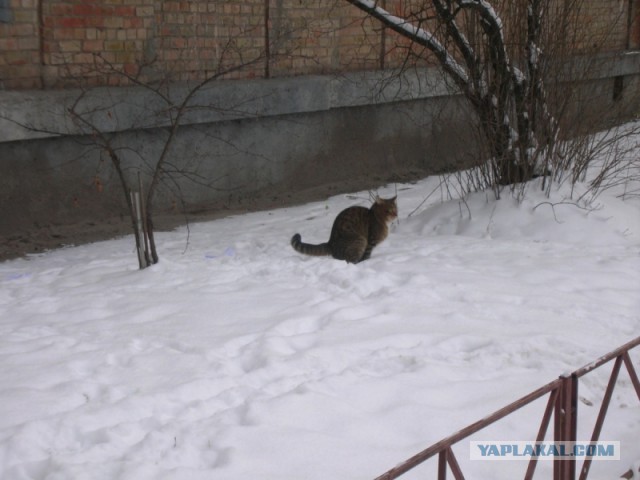 Котовторник 19.01.2016
