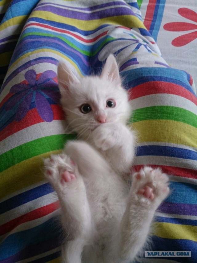 Котовторник 26.01.2016