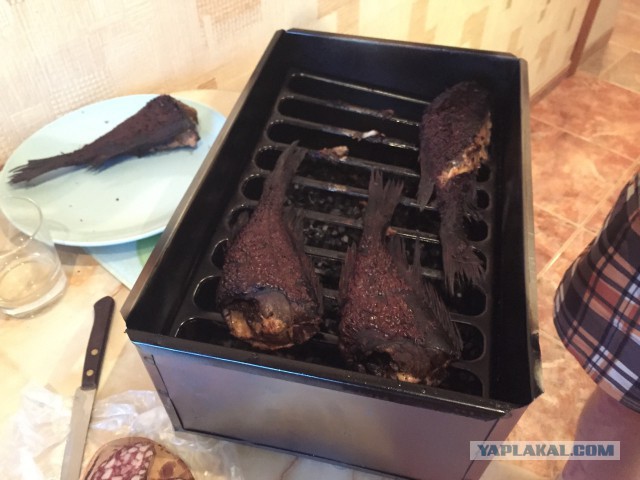 Любители морского окуня страшны в гневе