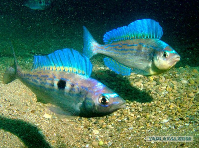 Любители морского окуня страшны в гневе