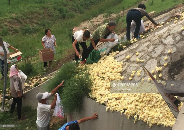 Цыплятопокалипсис: собирайте мешками, пока не разбежались