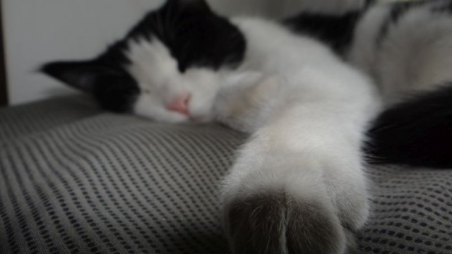 Котовторник