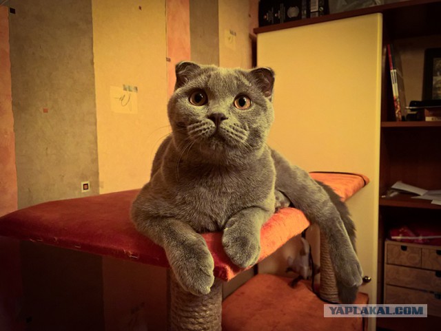 Котовторник 16.02.16