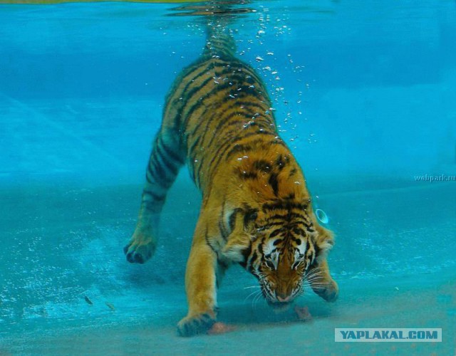 И за ушами помой! Как тигрица купала своего малыша