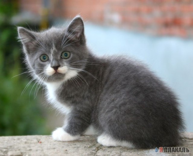 Вторничный котомёт!