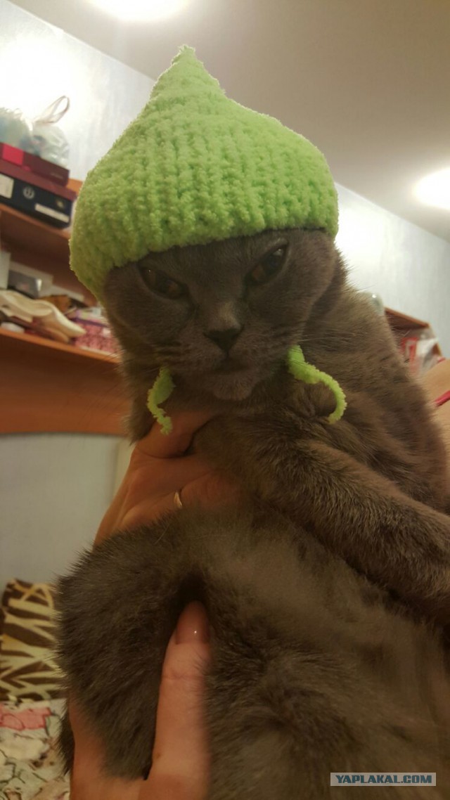 Ваши фотки котов на телефон