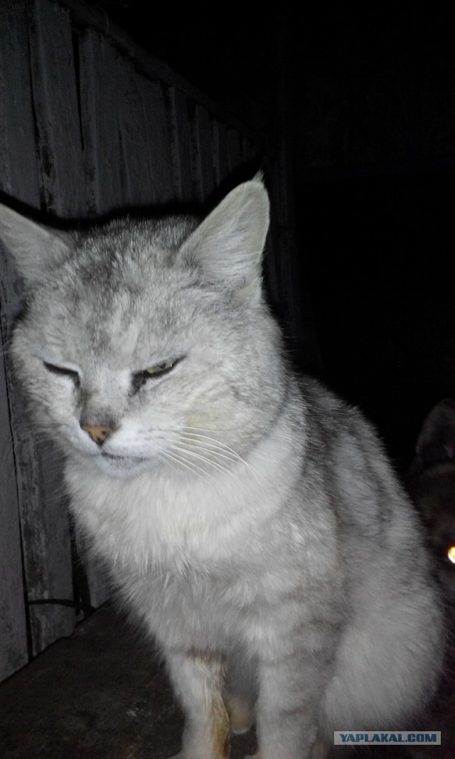 Ваши фотки котов на телефон