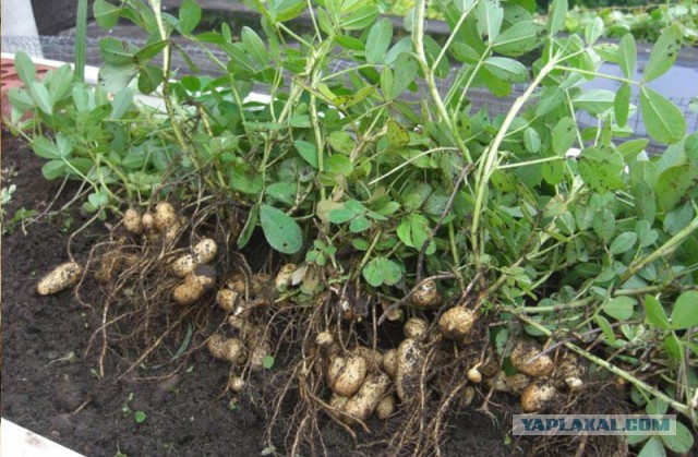 Как выглядели наши любимые продукты до того, как их собрали ч.2