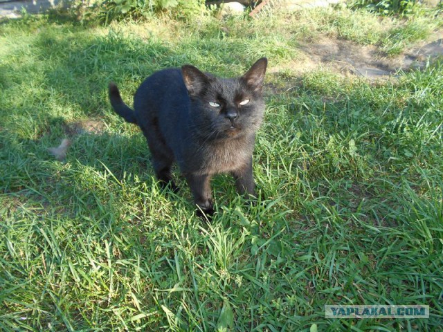 Жизнь домашнего приюта для котеек 130