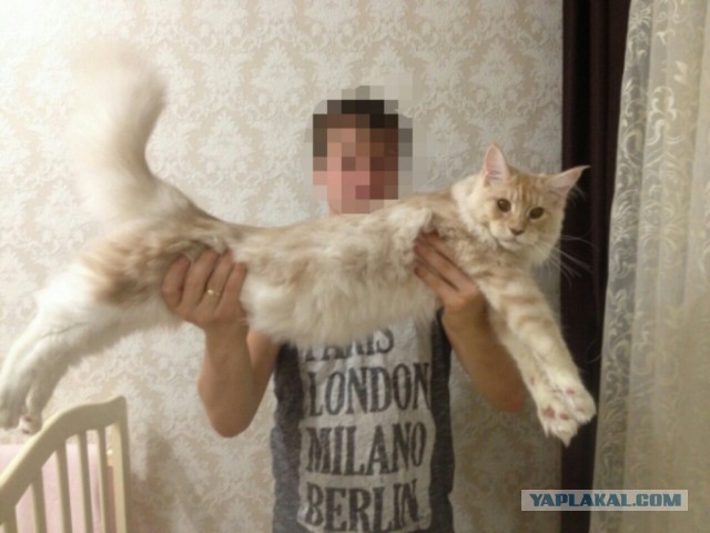 ЯП-конкурс: Замерь кота