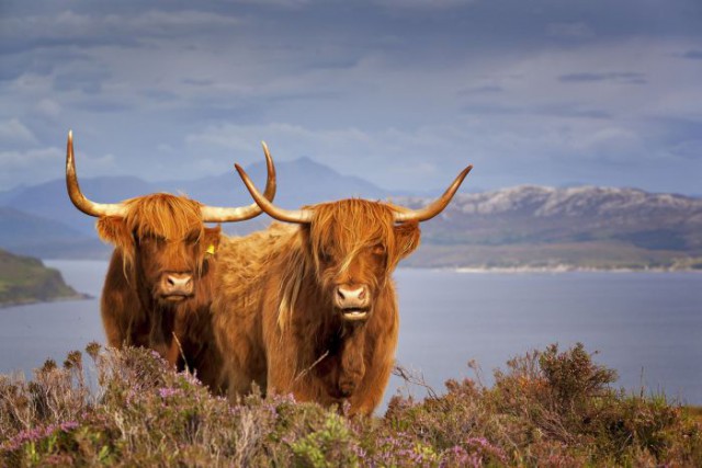 10 занимательных фактов о Шотландии - стране килтов, виски и... кенгуру