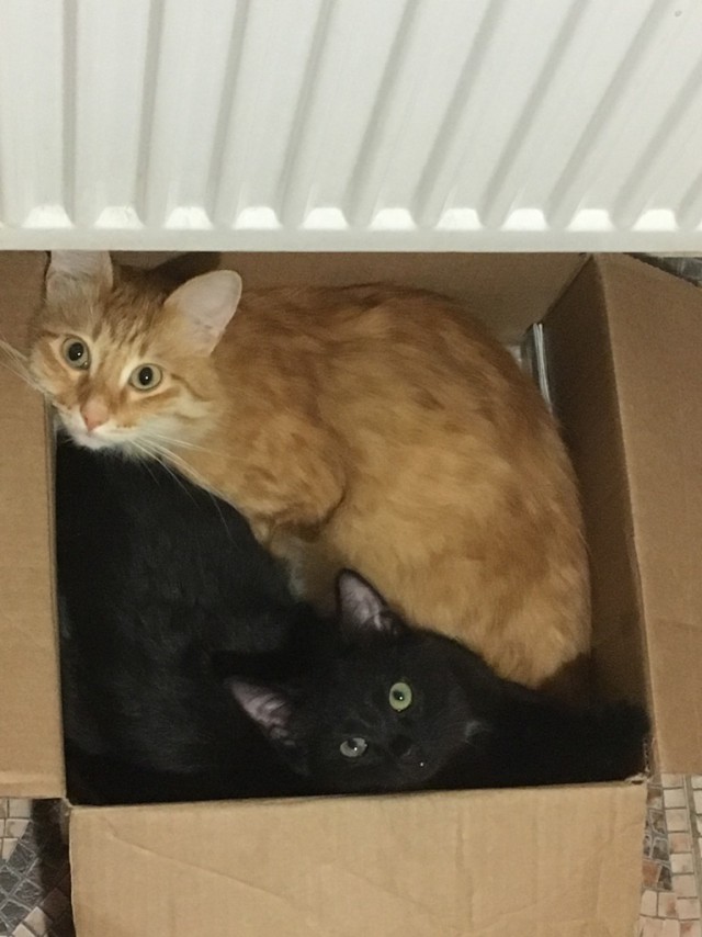 Котовторник 13.12.2016