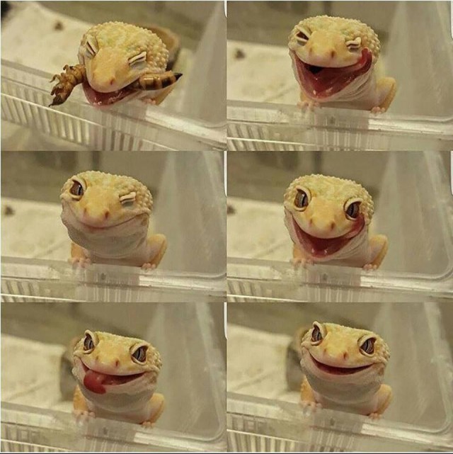 Самые смешные животные