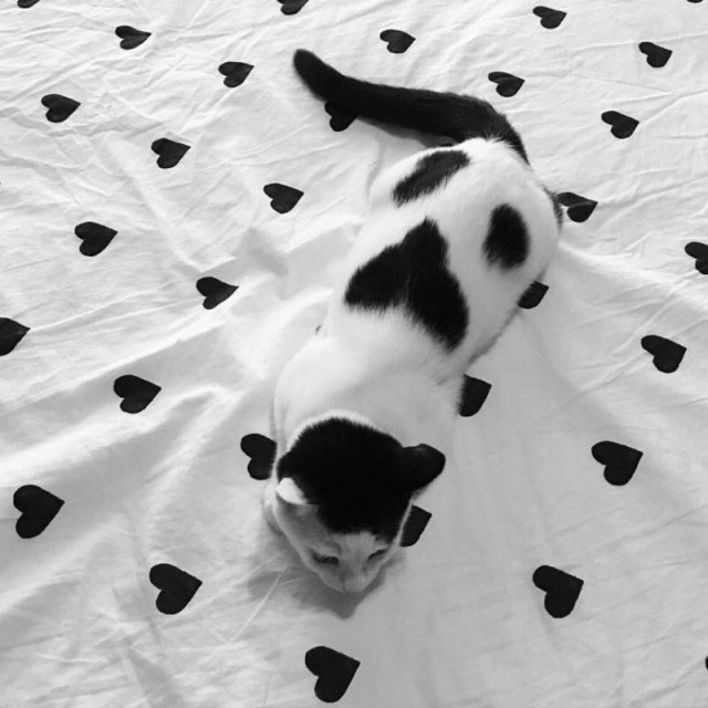 Коты и Кошки