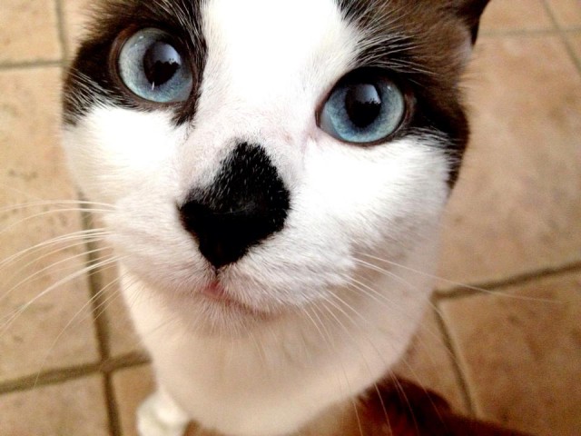 Коты и Кошки