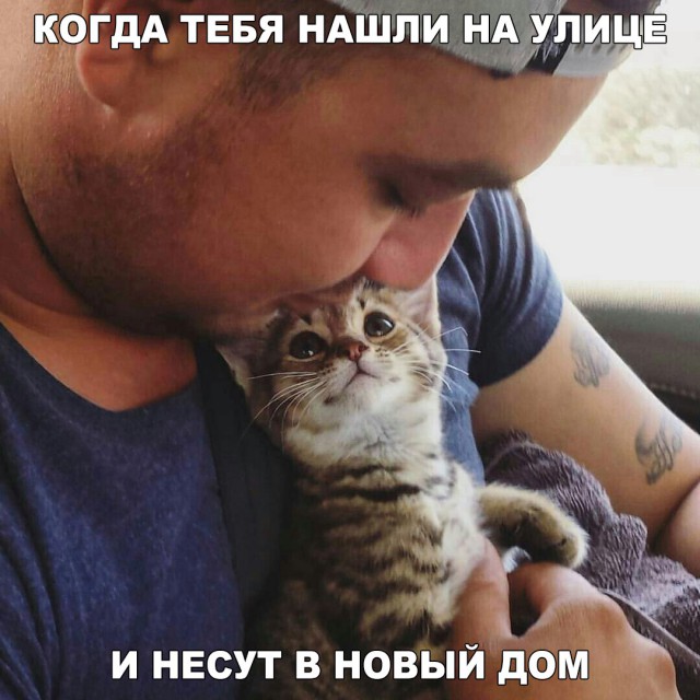 Коты и Кошки
