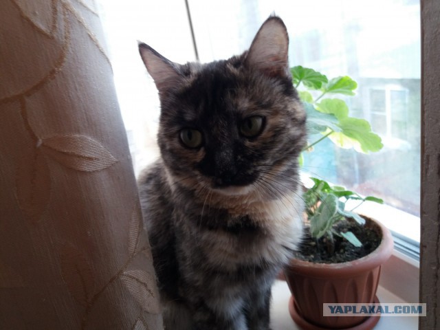 Котовторник 27.02.2018 наступил!