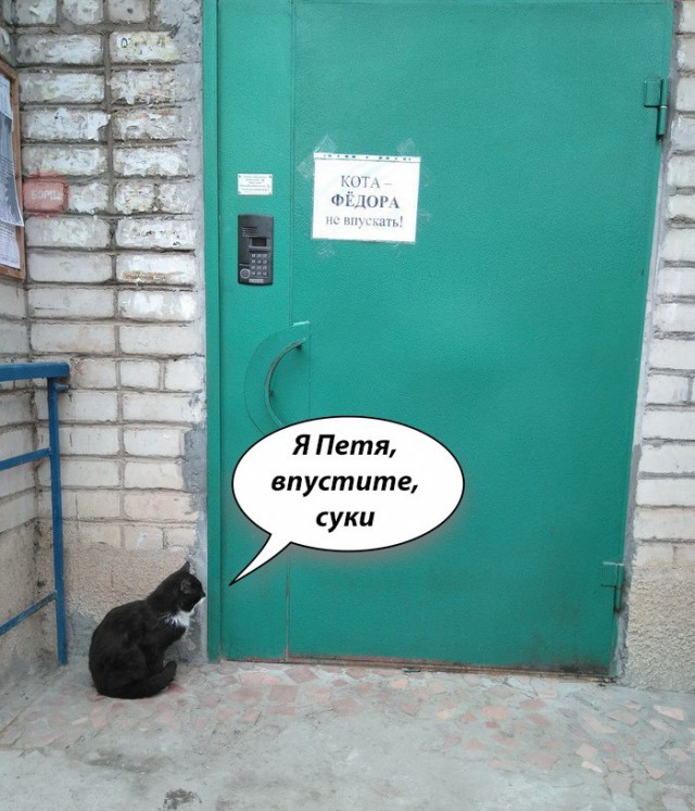 Фотобомбы котов