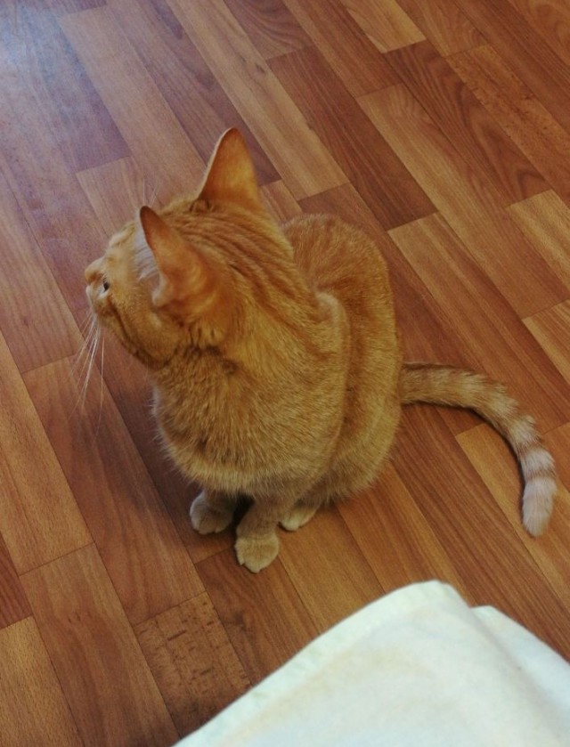 Котовторник  01.05.2018
