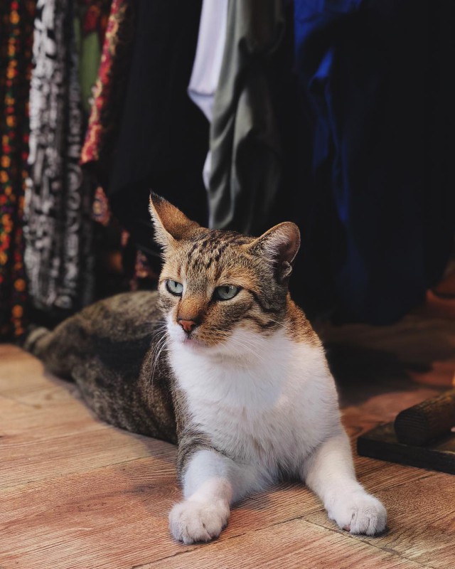 Котовторник  31.07.2018