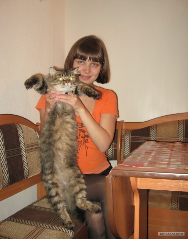 Самая высокая домашняя киса