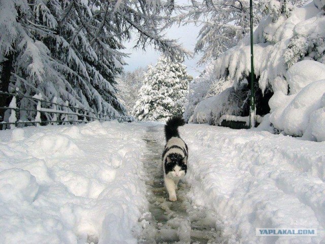Котовторник: начало