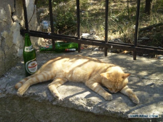 Коты, кошки и котята