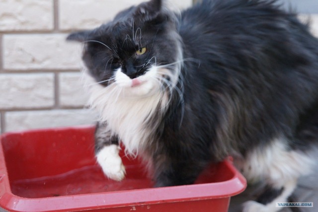 Котовторник с Максом