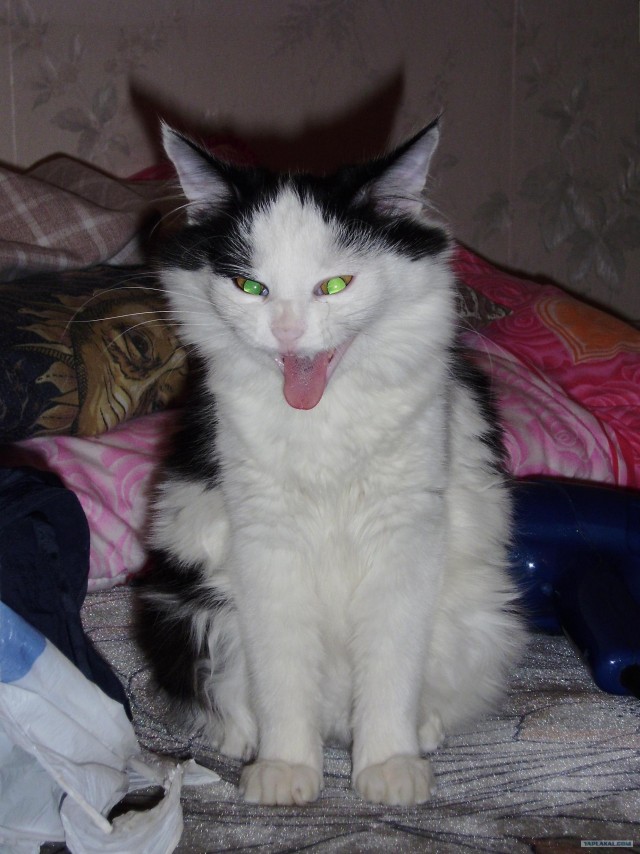 Котовторник 1.11.11