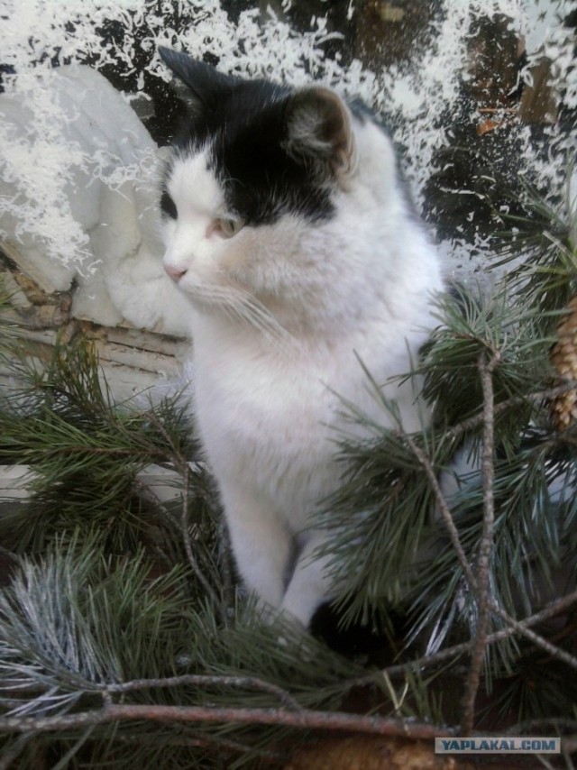 Котовторник 20.12.2011