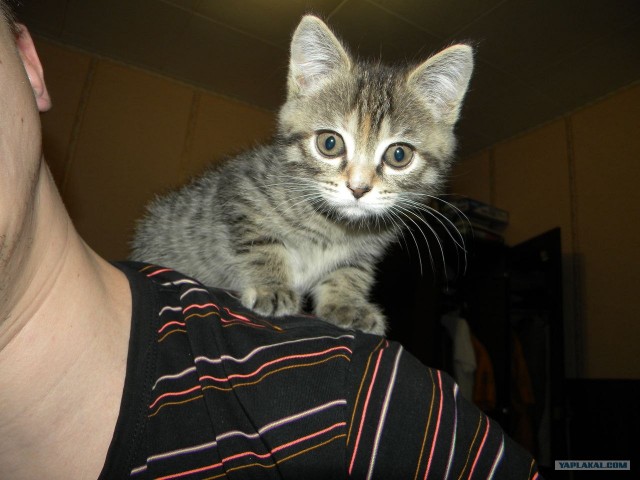 Котовторник (24. 01. 2012 )