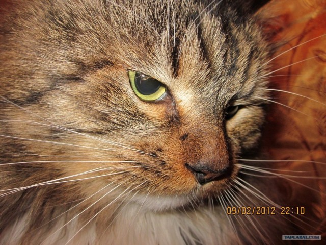 КОТОВТОРНИК (6.03.2012)