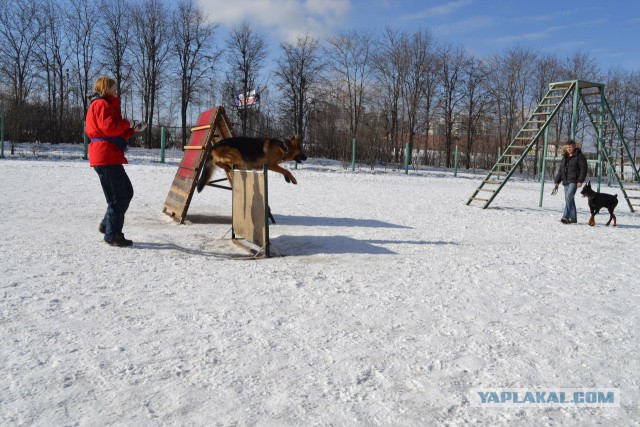 Мой собакочетверг