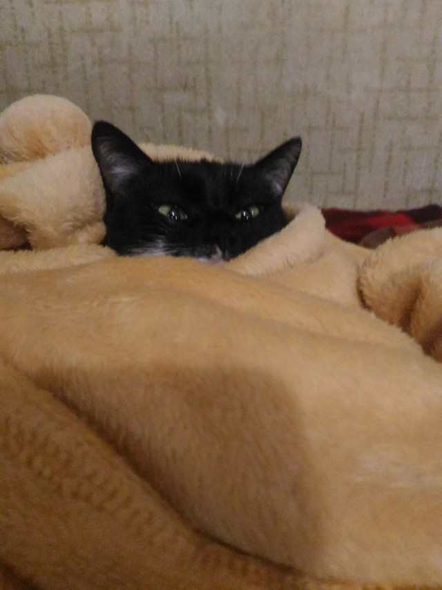 Живность из сети