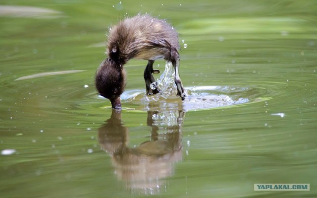 Улыбнитесь,они старались