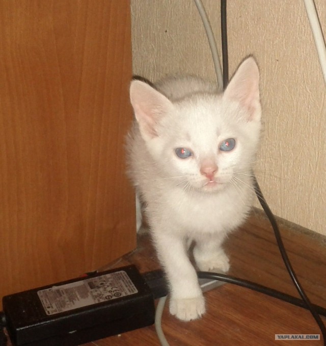 Котовторник  4.09.12