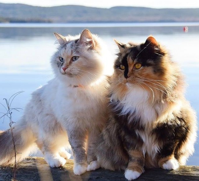 Котовторник однако