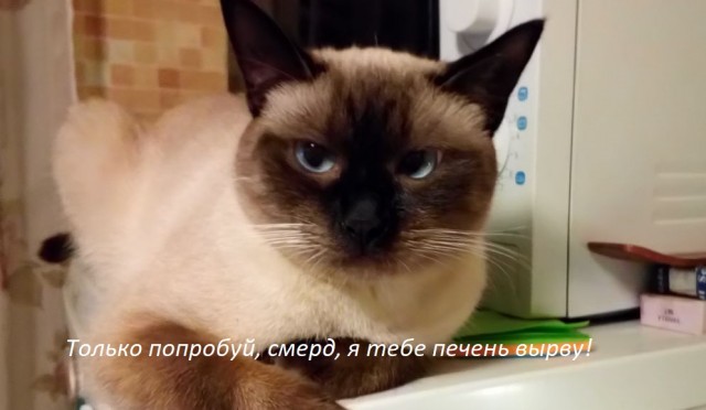 Издевательство над пушистыми