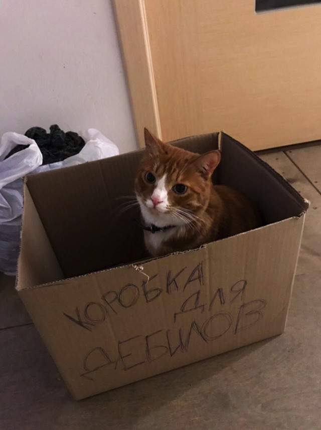 Коты из сети