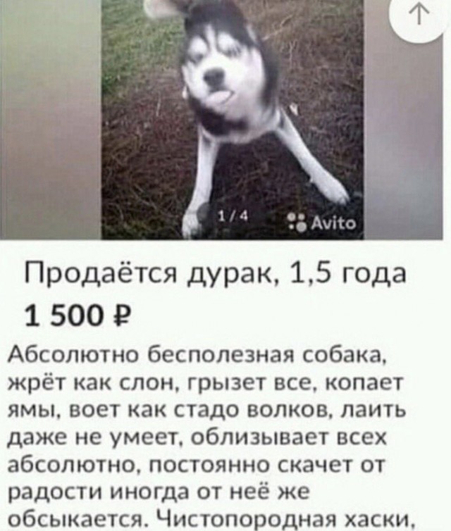 Это Хаски - самые потрясные собаки на планете!