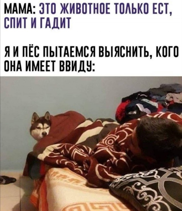 Юмор в картинках 16.08.20