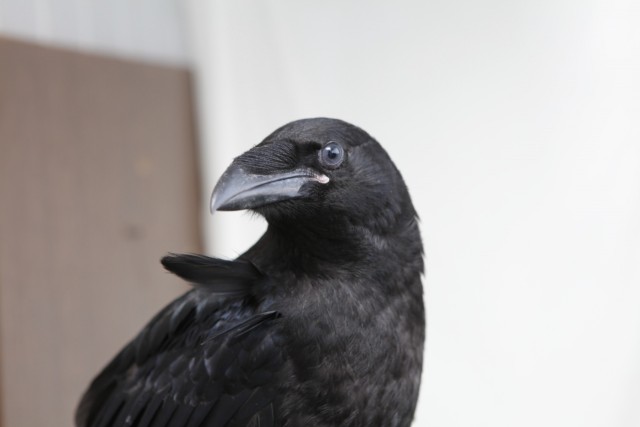 Ворон: Купание