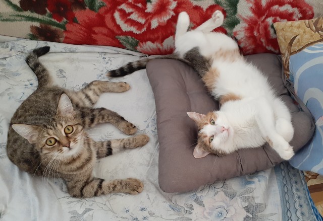 Последний котовторник лета