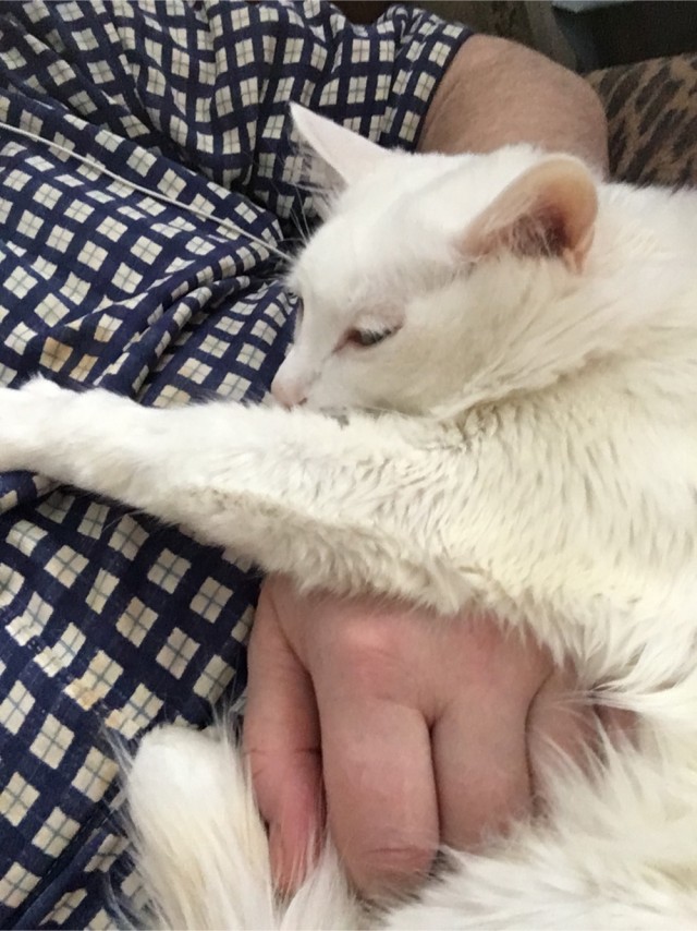 Бедный котег!