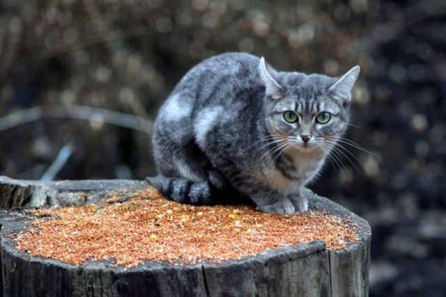 Котовторник вроде.