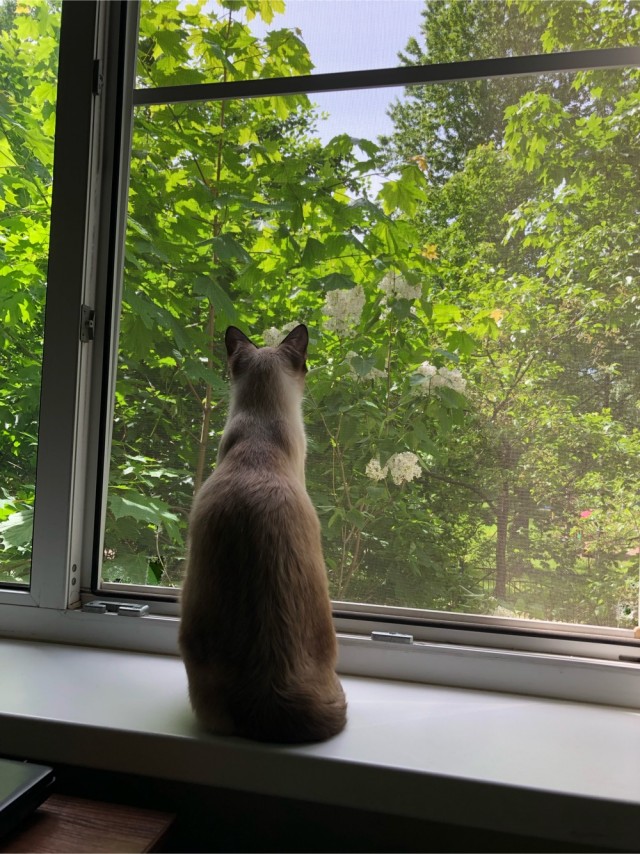 Кот д’Ивуар