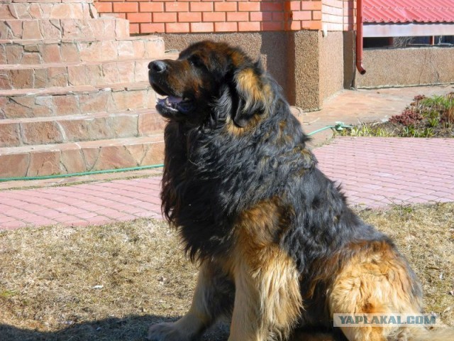 Про собачек